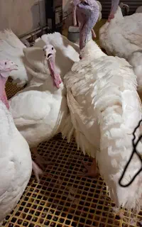 بوقلمون چاق مخصوص کشتار