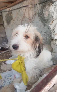 سگ سالم وسرحال مامله با پرنده