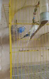 مرغ عشق