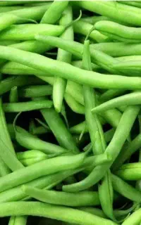 لوبیا ی تازه و تر