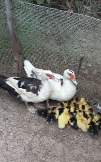 جوجه اردک اسرائیلی با مادر
