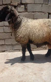 قوچ داشتی