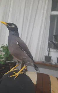 مینا سنخگو رام ودستی باقفس
