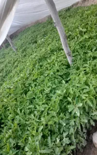 شتیل گوجه نشاء