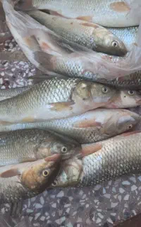 ماهی کول تازه صیدشده