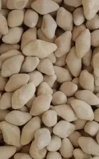 کشک گوسفندی