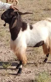 نر بز درشت