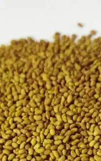 بذر یونجه رنجر آمریکایی
