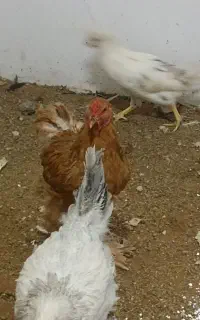 خروس برهما