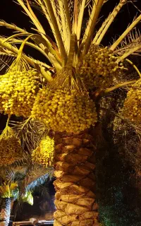 رطب و خرمای جنوب