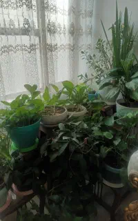 گل آپارتمانی