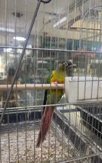 پرنده گمشده