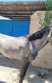فروش