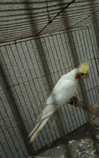 هلندی سالم