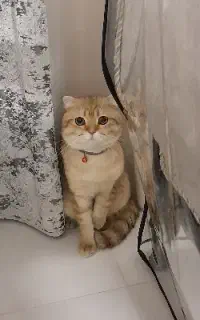 فروشی فوری
