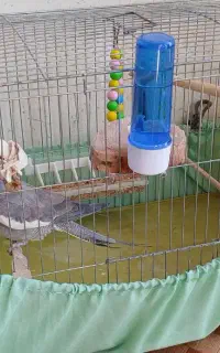 عروس. هلندی (جفت)