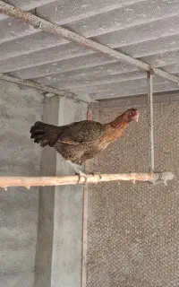 مرغ لاری