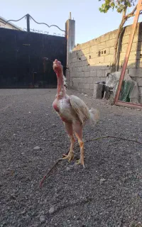 خروس لاری اصل