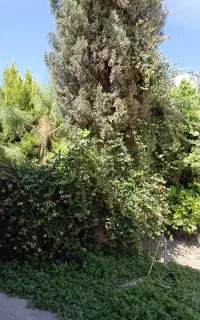 نگهبان باغ