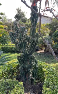 کاکتوس صخره ای (سنگی) بسیار زیبا