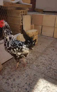 مرغ اصیل گلین