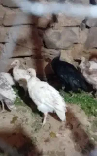 جوجه بوقلمون و یک ماده