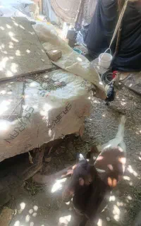 کره پاکستان گلابی