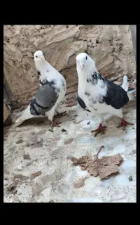 تعدادی کبوتر تهرانی پرشی