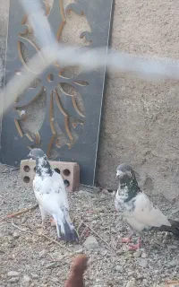 کبوتر