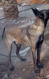 مالینویز
