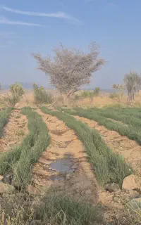 چهار کیلو نیم مینروا