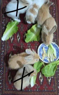 بچه خرگوش سه ماهه