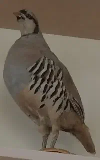 مجسمه