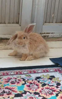 خرگوش لوپ اصیل