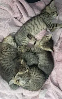 واگذاری رایگان بچه گربه
