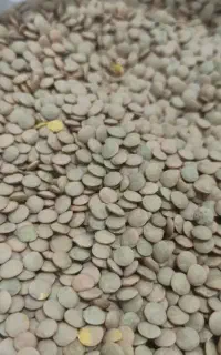 عدس درجه 1