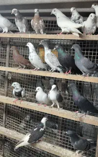 کبوتر  رنگی