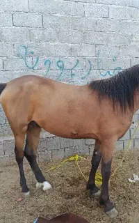 کره دوساله قدبلندسالم خوش رنگ