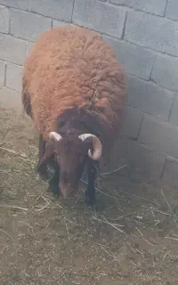 قوچ یک ساله