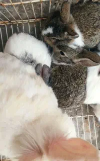 بچه خرگوش