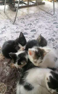 واگذاری 5 بچه گربه خوشگل و ناز سفید سیاه