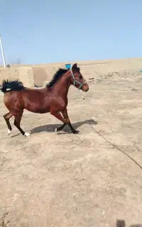 کره ماده
