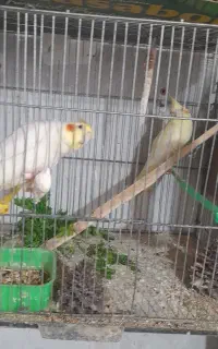 عروس هلندی