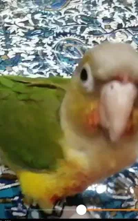 طوطی