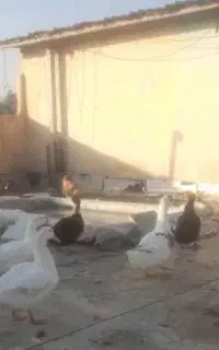 اردک