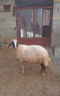 شک ۲شیره