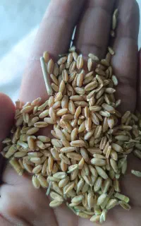 گندم ‌.جو .کاه ،خوراک دام،بیده