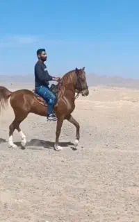 نریون کرنگ سواری دار
