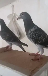 کبوتر