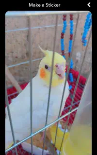 عروس هلندی